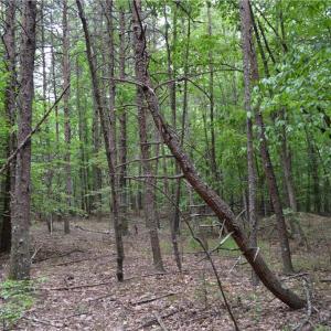Photo #4 of Aaron, Madison, NC 1.6 acres
