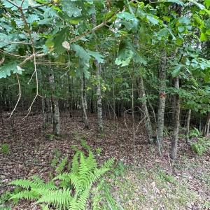 Photo #2 of TBD Live Oak Ln, Galax, VA 1.6 acres