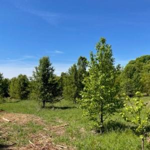 Photo #3 of 4000 OLD LEXINGTON, Winston-Salem, NC 50.1 acres