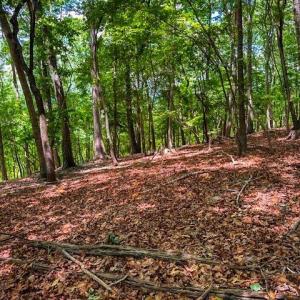 Photo #17 of 1228 Healing Springs, Denton, NC 1.6 acres