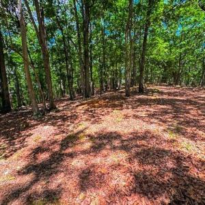 Photo #12 of 1228 Healing Springs, Denton, NC 1.6 acres