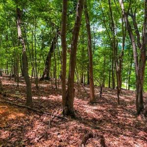 Photo #18 of 1228 Healing Springs, Denton, NC 1.6 acres
