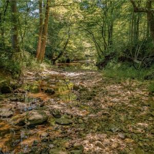 Photo #13 of Fitch, Yanceyville, NC 72.1 acres