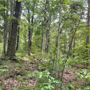 Photo #6 of LT 17 Old Mill, Providence, NC 5.0 acres