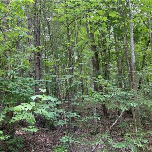 Photo #3 of LT 17 Old Mill, Providence, NC 5.0 acres