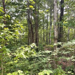 Photo #5 of LT 17 Old Mill, Providence, NC 5.0 acres
