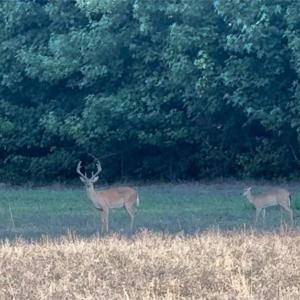 Photo #6 of Candy Creek, Reidsville, NC 110.6 acres