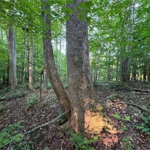 Photo #12 of Candy Creek, Reidsville, NC 110.6 acres