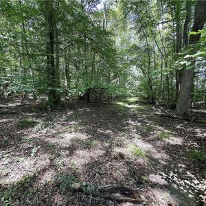 Photo #30 of Candy Creek, Reidsville, NC 110.6 acres