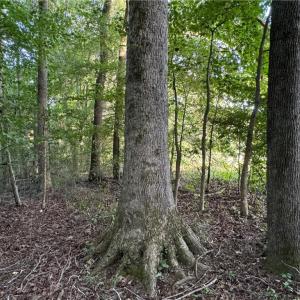 Photo #10 of Candy Creek, Reidsville, NC 110.6 acres