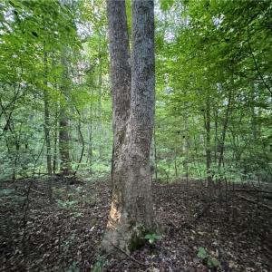 Photo #11 of Candy Creek, Reidsville, NC 110.6 acres