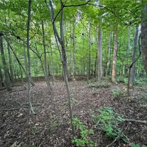 Photo #35 of Candy Creek, Reidsville, NC 110.6 acres