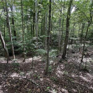 Photo #31 of Candy Creek, Reidsville, NC 110.6 acres