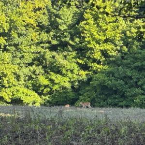 Photo #8 of Candy Creek, Reidsville, NC 110.6 acres
