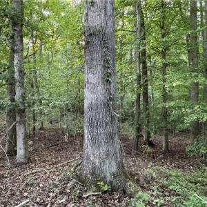 Photo #13 of Candy Creek, Reidsville, NC 110.6 acres