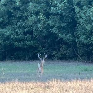 Photo #7 of Candy Creek, Reidsville, NC 110.6 acres