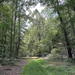 Photo #32 of Candy Creek, Reidsville, NC 110.6 acres