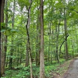 Photo #12 of 5421 Rambling, Greensboro, NC 5.0 acres