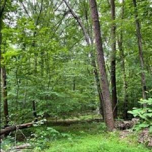 Photo #10 of 5421 Rambling, Greensboro, NC 5.0 acres