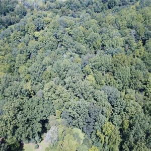 Photo #4 of 5421 Rambling, Greensboro, NC 5.0 acres