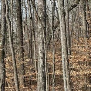 Photo #8 of 5421 Rambling, Greensboro, NC 5.0 acres