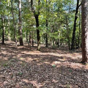 middle of lot looking toward the street