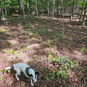 Shadow checking out soils