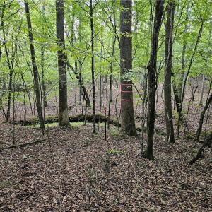 Open woods