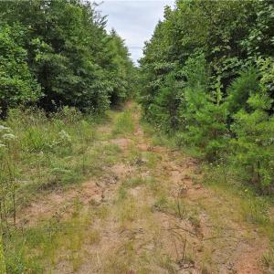 Follow this road bed toward back on left pink flag is soils area