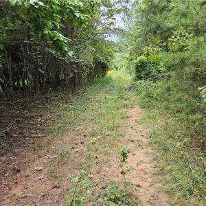 Old Road Bed