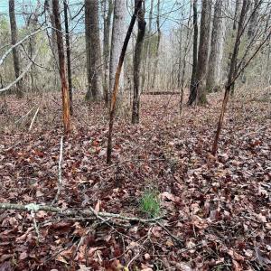 Photo #7 of 6101 Burlington, Gibsonville, NC 45.4 acres