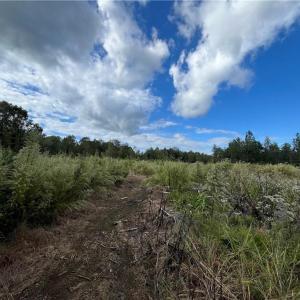 Photo #12 of 11630 US Highway 158, Reidsville, NC 73.6 acres