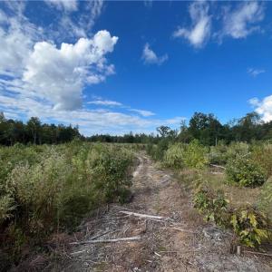 Photo #14 of 11630 US Highway 158, Reidsville, NC 73.6 acres