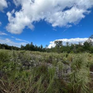 Photo #11 of 11630 US Highway 158, Reidsville, NC 73.6 acres