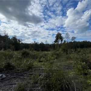 Photo #13 of 11630 US Highway 158, Reidsville, NC 73.6 acres