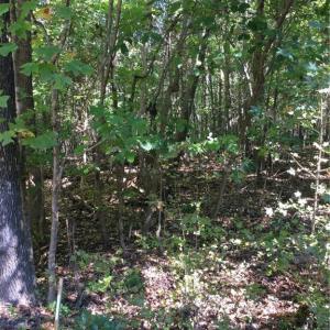 Photo #2 of 00 & 000 Terrell, Mebane, NC 13.8 acres