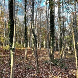 Photo #7 of +/- 17.06 Johnson, King, NC 17.1 acres