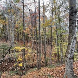 Photo #5 of +/- 17.06 Johnson, King, NC 17.1 acres