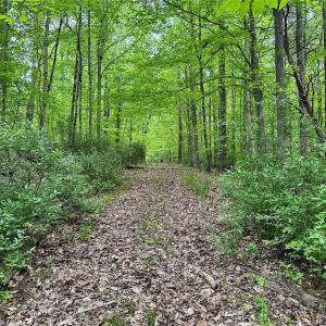 Photo #17 of Windchester, Blanch, NC 33.7 acres