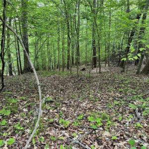 Photo #12 of Windchester, Blanch, NC 33.7 acres