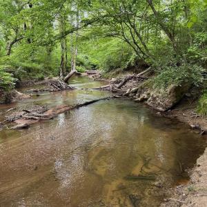 Photo #14 of Windchester, Blanch, NC 33.7 acres