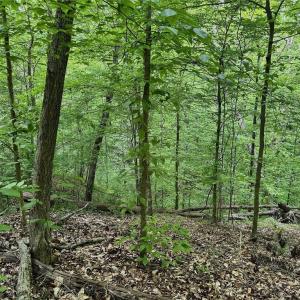 Photo #13 of Windchester, Blanch, NC 33.7 acres