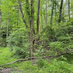 Photo #16 of Windchester, Blanch, NC 33.7 acres