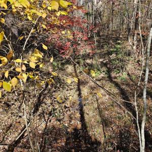 Photo #12 of Jackson, Westfield, NC 3.0 acres