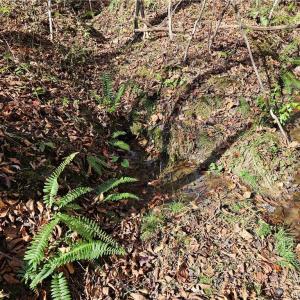 Photo #9 of Jackson, Westfield, NC 3.0 acres