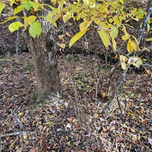 Photo #11 of Jackson, Westfield, NC 3.0 acres