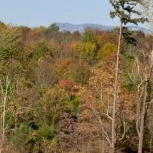 Photo #3 of 0 Off Newsome, King, NC 1.5 acres