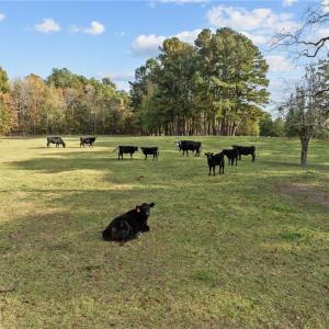 Photo #9 of 0-A US Highway 311, Archdale, NC 1.5 acres