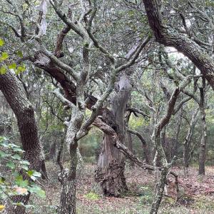 Photo #12 of Hilltop Road, Corolla, NC