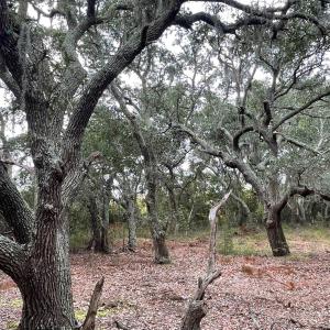 Photo #13 of Hilltop Road, Corolla, NC
